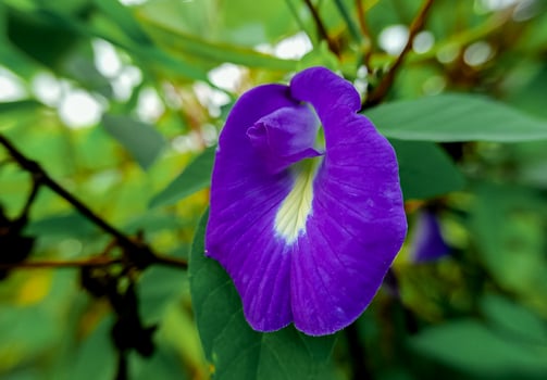 Butterfly pea flower scientifically known as clitoria ternatea, a purple flower that is often used as a herbal medicine that has health benefits photo
