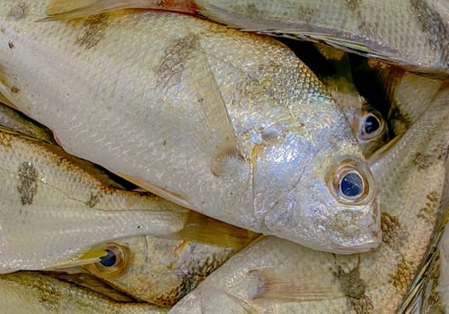 Fresh Yellow-stripe scad or Thinscaled trevally with shell at  seafood market for sale ,Fresh Yellow-stripe scad or Thinscaled trevally are at  seafood market,Yellow-stripe scad or Thinscaled trevally photo
