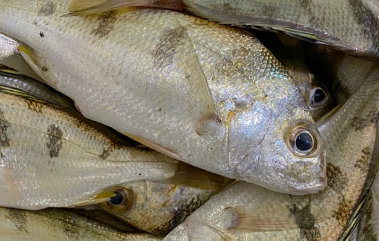 Fresh Yellow-stripe scad or Thinscaled trevally with shell at  seafood market for sale ,Fresh Yellow-stripe scad or Thinscaled trevally are at  seafood market,Yellow-stripe scad or Thinscaled trevally photo