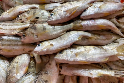 Fresh Yellow-stripe scad or Thinscaled trevally with shell at  seafood market for sale ,Fresh Yellow-stripe scad or Thinscaled trevally are at  seafood market,Yellow-stripe scad or Thinscaled trevally photo