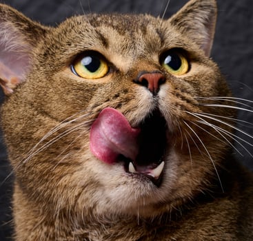 Adult gray stuck out his tongue photo
