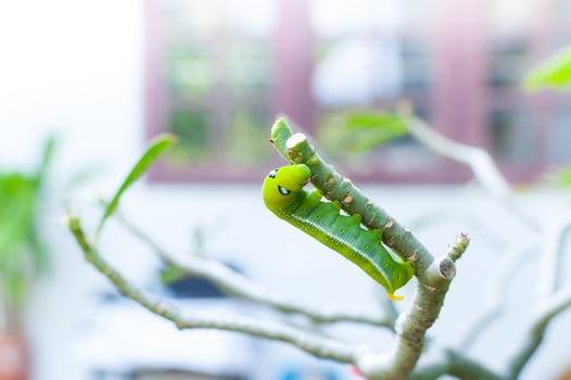 Caterpillar worm eating leaves nature in the garden photo