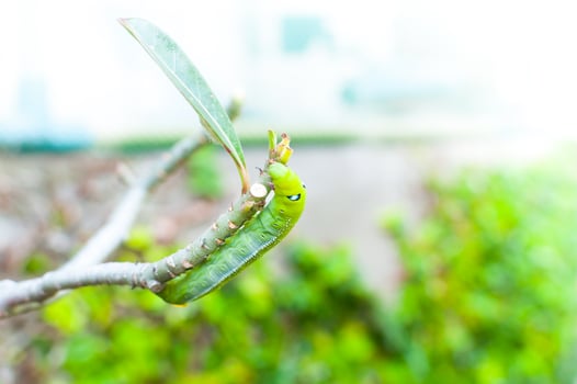 Caterpillar worm eating leaves nature in the garden photo