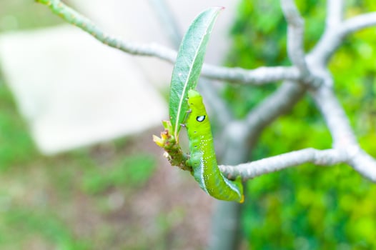 Caterpillar worm eating leaves nature in the garden photo