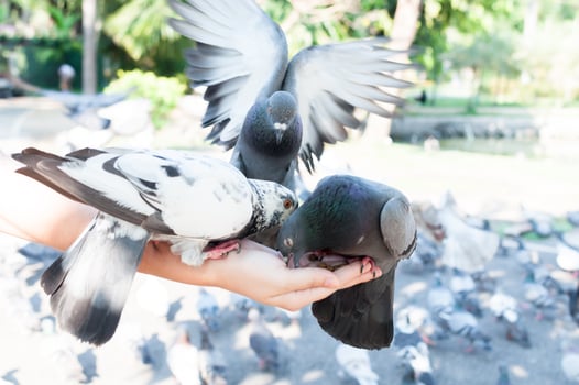 Pigeon eating from woman hand on the park,feeding pigeons in the park at the day time,Feed the birds photo