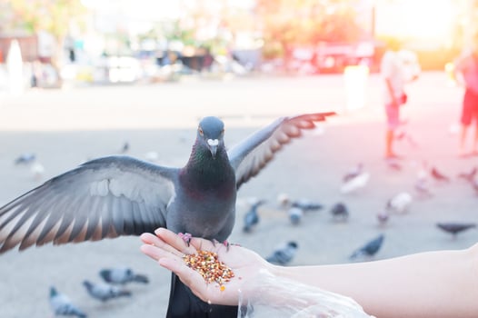 Pigeon eating from woman hand on the park,feeding pigeons in the park at the day time photo