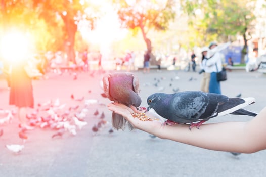Pigeon eating from woman hand on the park,feeding pigeons in the park at the day time photo