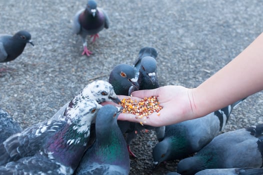 Pigeon eating from woman hand on the park,feeding pigeons in the park at the day time photo