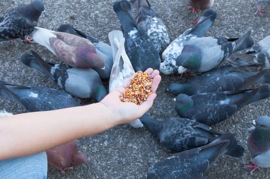 Pigeon eating from woman hand on the park,feeding pigeons in the park at the day time photo