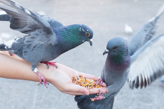Pigeon eating from woman hand on the park,feeding pigeons in the park at the day time photo