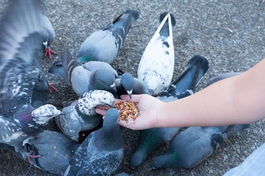 Pigeon eating from woman hand on the park,feeding pigeons in the park at the day time photo
