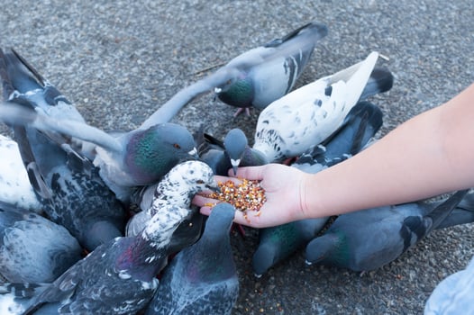 Pigeon eating from woman hand on the park,feeding pigeons in the park at the day time photo