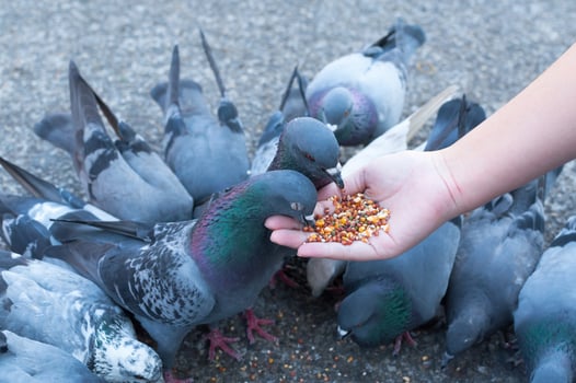 Pigeon eating from woman hand on the park,feeding pigeons in the park at the day time photo