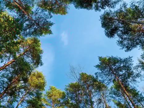 Bottom view of crown of tall pines. Coniferous trees in the forest against the blue sky. Wide shooting angle. photo