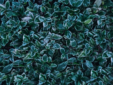 Texture of green plants close-up. Spring meadow. photo