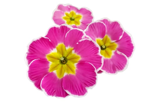 bright spring clipart of pink primrose flowers. photo