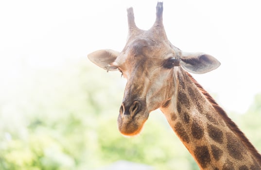 Head of giraffe photo