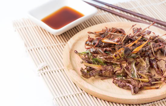fried grasshoppers on white background photo