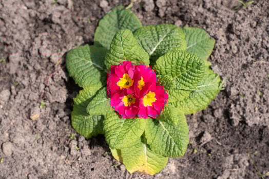 Perennial primrose or primula in the spring garden. Spring primroses flowers. Purple primroses in spring woods. The beautiful colors primrose flowers garden photo