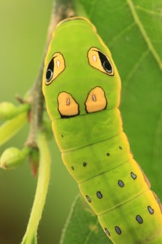 spicebush swallowtail butterfly caterpillar photo