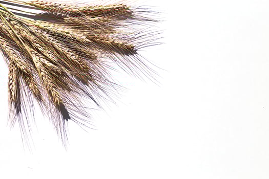 rye ears on a white background. bunch of rye ears photo