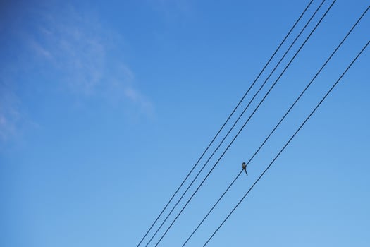 bird wagtail sits on wires against a blue sky photo