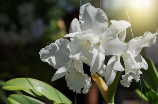 beautiful white cattleya orchid flower photo