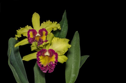 Hybrid green cattleya orchid flower isolated on black photo