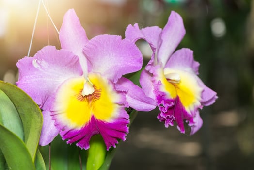 beautiful Hybrid pink Cattleya orchid flower photo