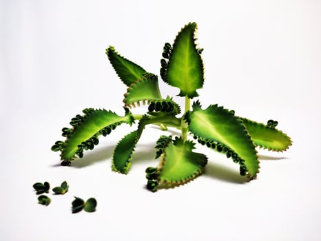 Bryophyllum pinnatum ,Kalanchoe pinnata Leaves isolated on white background photo