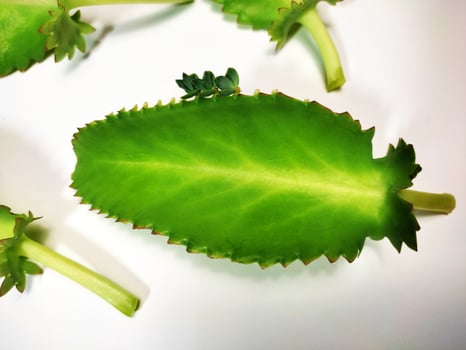 Bryophyllum pinnatum ,Kalanchoe pinnata Leaves isolated on white background photo
