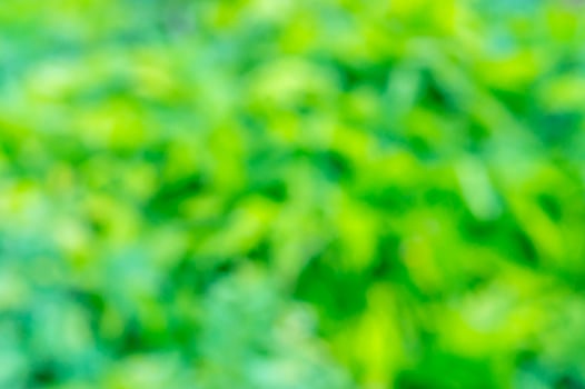 Blurred green nature background texture used as website theme or template photo