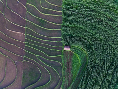 Beautiful morning view indonesia panorama landscape paddy fields with beauty color and sky natural light photo