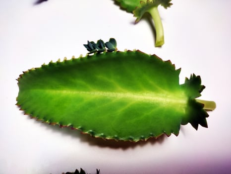 Bryophyllum pinnatum ,Kalanchoe pinnata Leaves isolated on white background photo