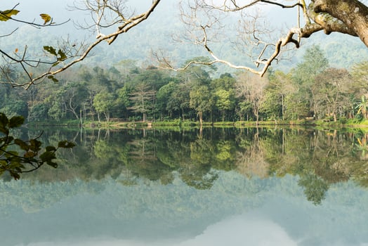 the image of the forest by the lake photo