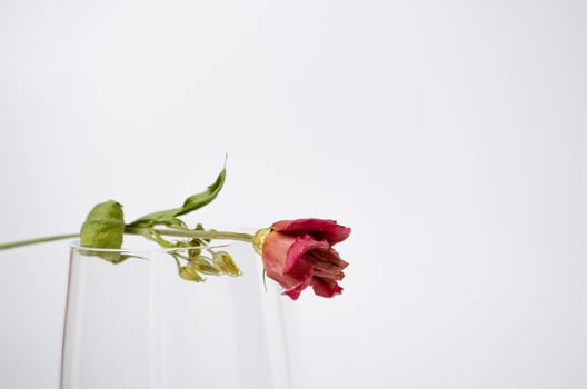 Two flowers and the glass on the white background. Space for text. photo
