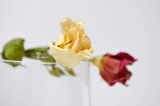 Two flowers and the glass on the white background. Space for text. photo