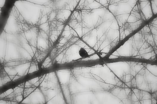 Stormy weather. Blured winter background. Dry tree black branches on the gray sky background. Birds on the branches. photo