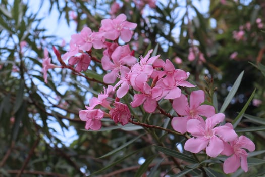 Delicate flowers of pink oleander, Nerium oleander, bloomed in summer. Shrub, small tree, garden plant. Natural beautiful background. photo