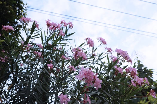 Delicate flowers of pink oleander, Nerium oleander, bloomed in summer. Shrub, small tree, garden plant. Natural beautiful background. photo