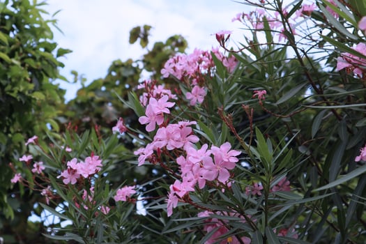 Delicate flowers of pink oleander, Nerium oleander, bloomed in summer. Shrub, small tree, garden plant. Natural beautiful background. photo