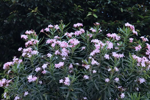 Delicate flowers of pink oleander, Nerium oleander, bloomed in summer. Shrub, small tree, garden plant. Natural beautiful background. photo