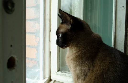 Burmese cat sitting at home and looking at window. photo