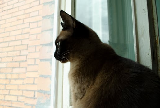 Burmese cat sitting at home and looking at window. photo