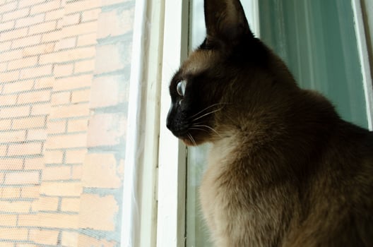 Burmese cat sitting at home and looking at window. photo