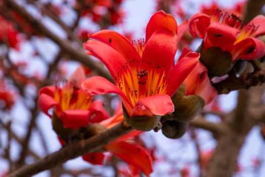 Close-up of Bombax ceiba flower blossom with blurred background photo