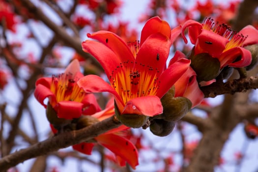 Close-up of Bombax ceiba flower blossom with blurred background photo