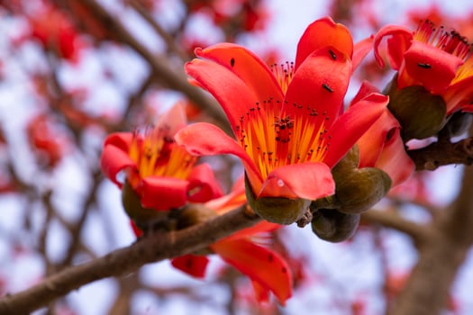 Close-up of Bombax ceiba flower blossom with blurred background photo