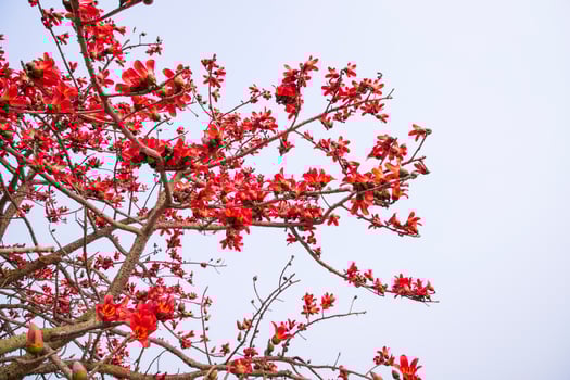 Flowers of Bombax ceiba tree on the blue sky background photo