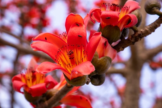 Close-up of Bombax ceiba flower blossom with blurred background photo